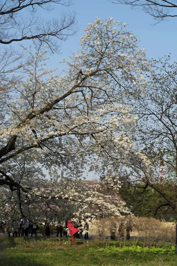 White blossom (2)